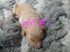 Aussiedoodle Puppy's - Photo 6