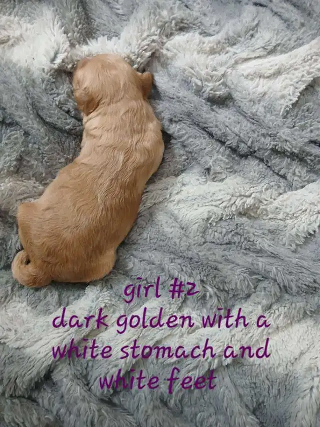 Aussiedoodle Puppy's - Photo 7