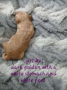 Aussiedoodle Puppy's - Photo 7