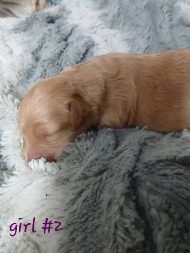 Aussiedoodle Puppy's - Photo 8