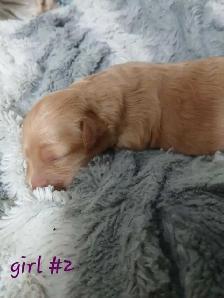 Aussiedoodle Puppy's - Photo 8