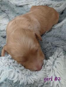 Aussiedoodle Puppy's - Photo 9