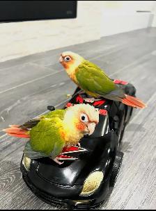 pineapple baby birds for sale