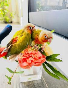 pineapple baby birds for sale - Photo 2