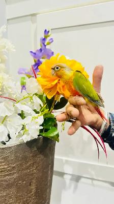 pineapple baby birds for sale - Photo 3