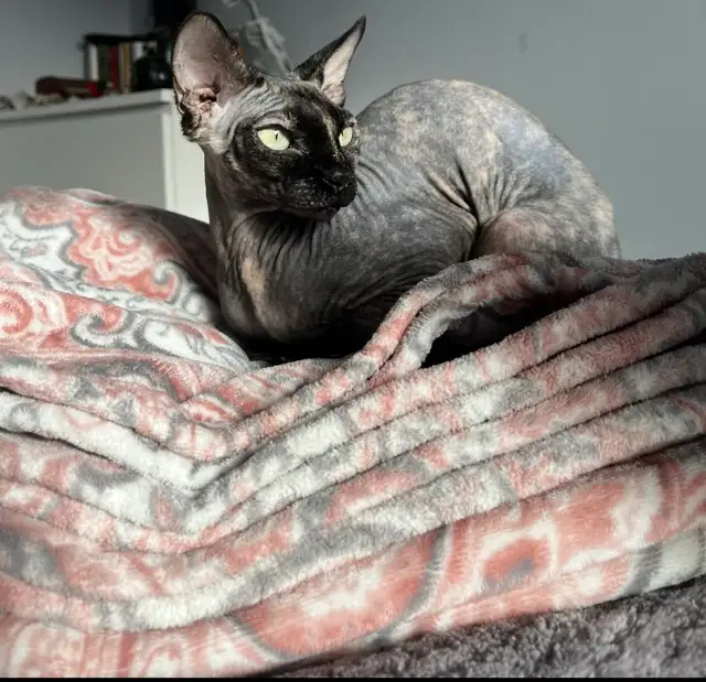 Upcoming sphynx litter!