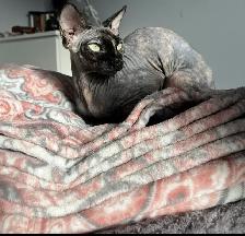 Upcoming sphynx litter!