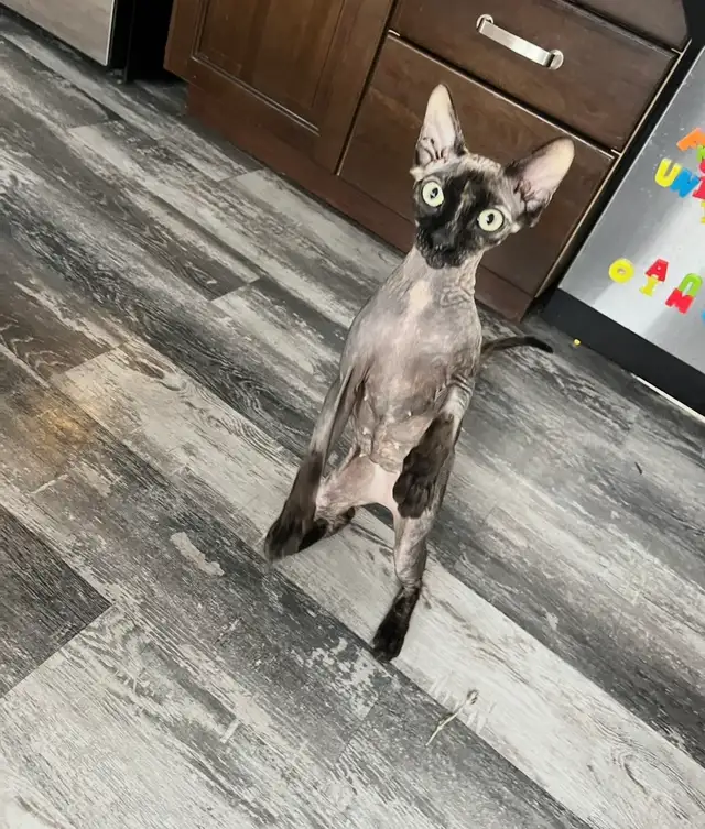 Upcoming sphynx litter! - Photo 2