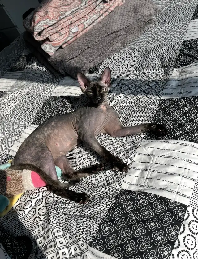 Upcoming sphynx litter! - Photo 3