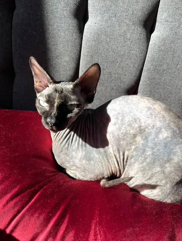 Upcoming sphynx litter! - Photo 4