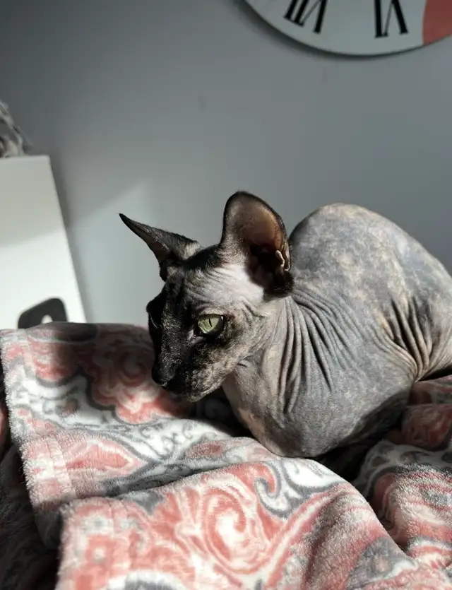 Upcoming sphynx litter! - Photo 5