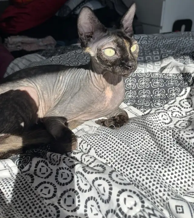 Upcoming sphynx litter! - Photo 6