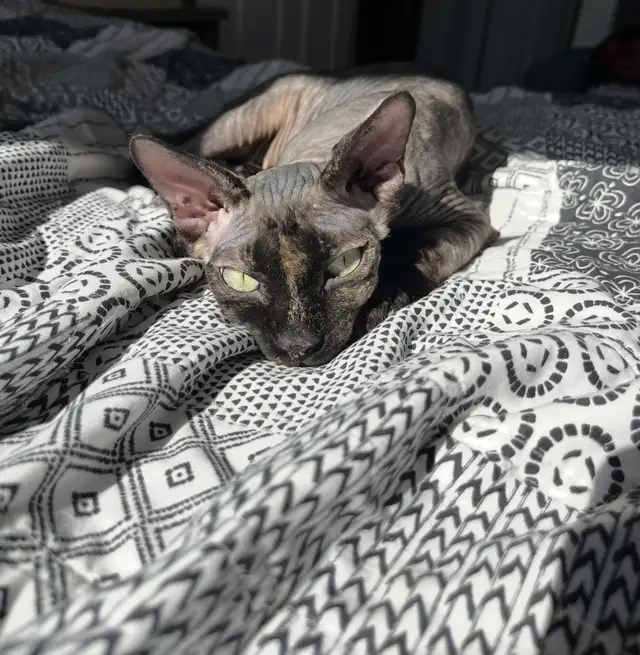 Upcoming sphynx litter! - Photo 7