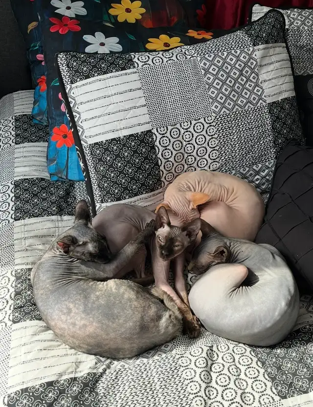 Upcoming sphynx litter! - Photo 8