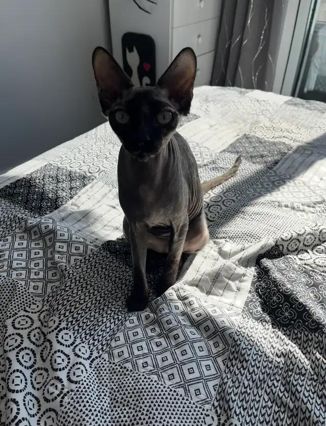 Upcoming sphynx litter! - Photo 9