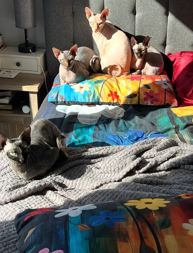 Upcoming sphynx litter! - Photo 10