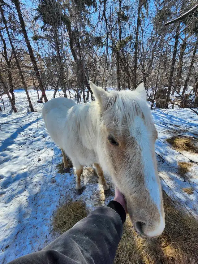 Half quarter half palomino horse