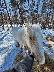 Half quarter half palomino horse