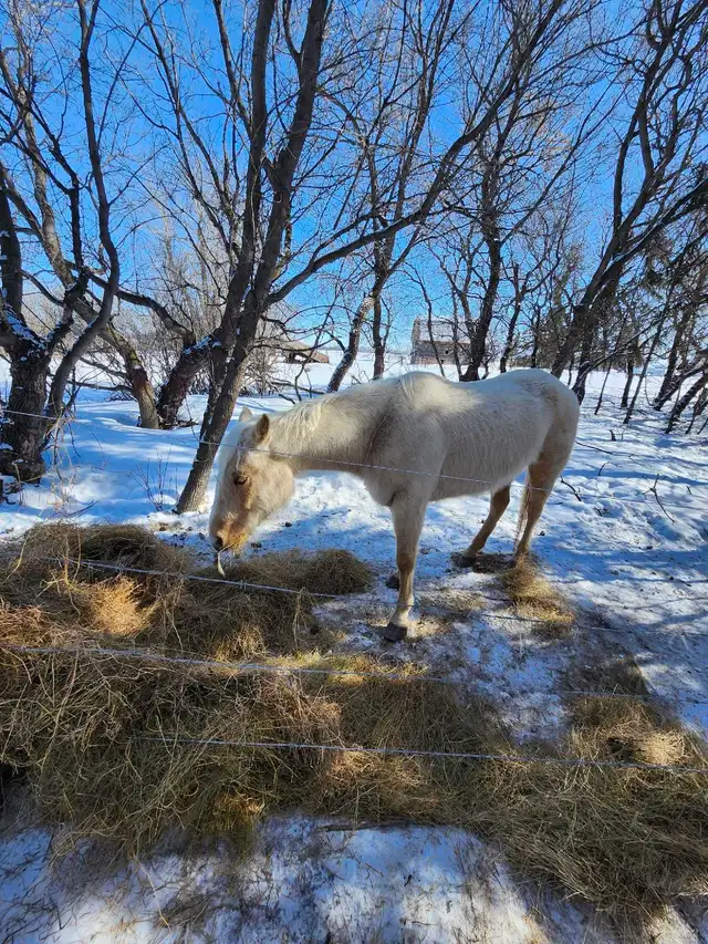 Half quarter half palomino horse - Photo 2