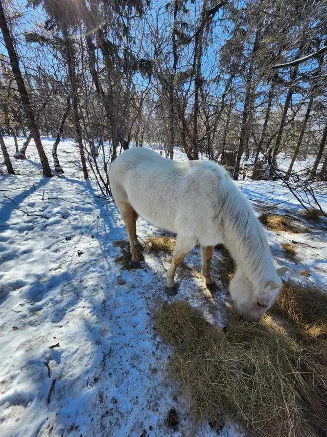 Half quarter half palomino horse - Photo 3