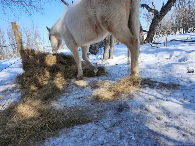 Half quarter half palomino horse - Photo 4