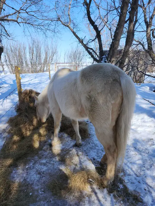 Half quarter half palomino horse - Photo 5