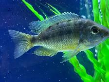 Yellow Belly Peacock