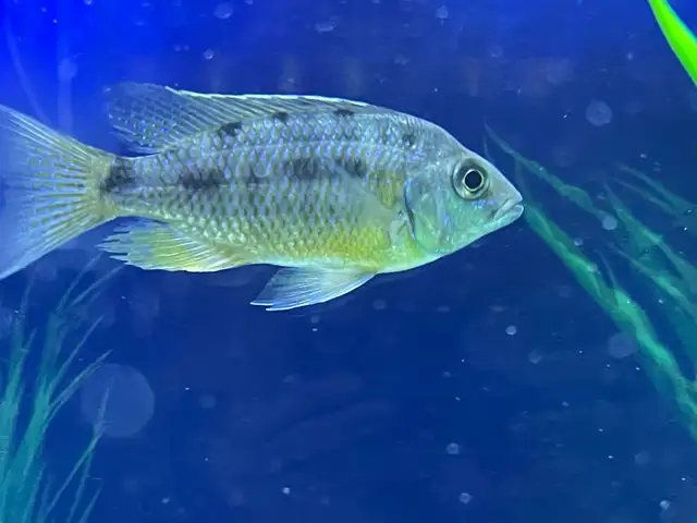 Yellow Belly Peacock - Photo 2