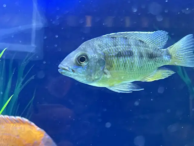 Yellow Belly Peacock - Photo 3