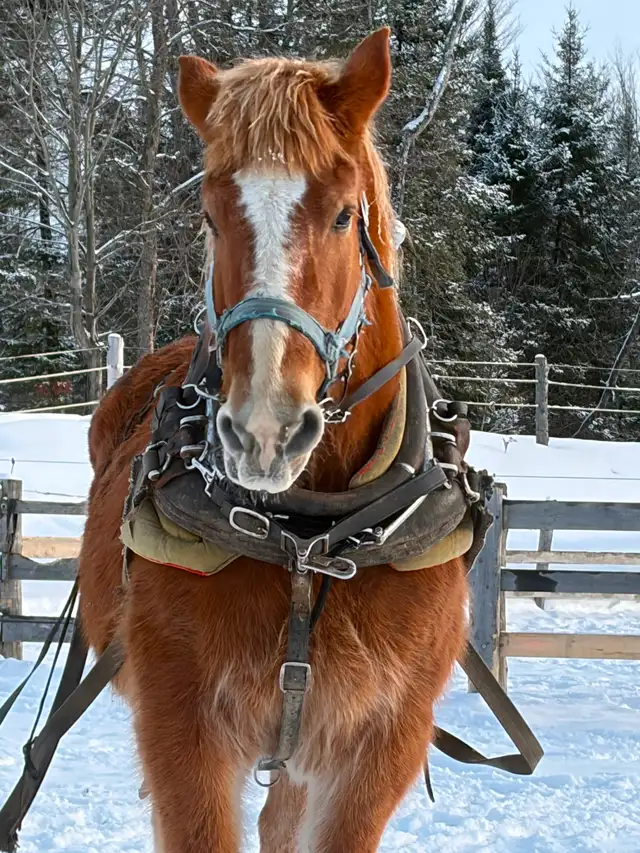 Belgium mare for sale