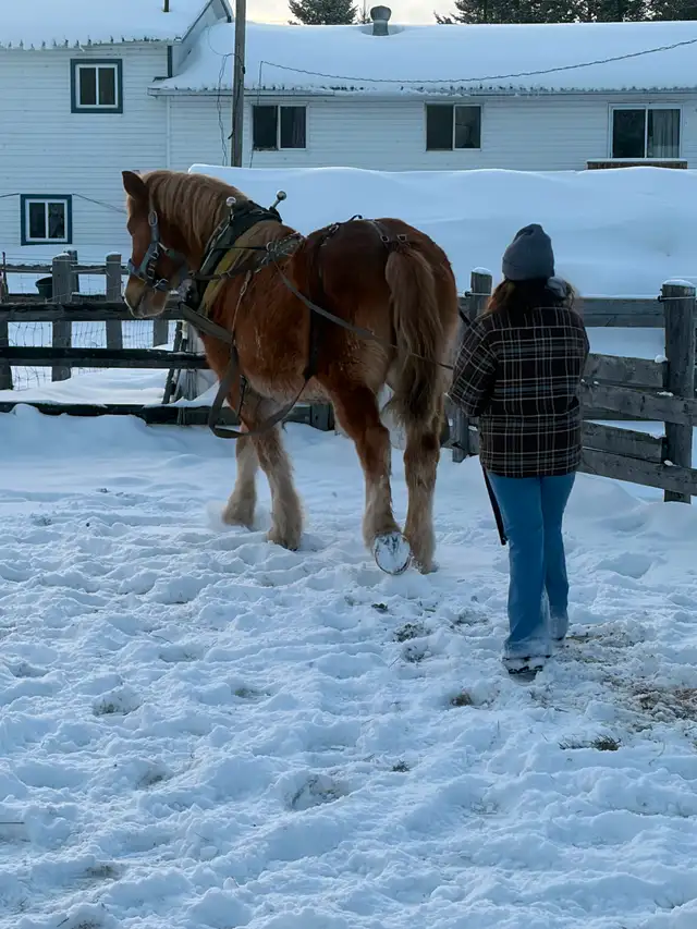 Belgium mare for sale - Photo 2