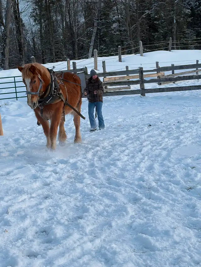 Belgium mare for sale - Photo 3