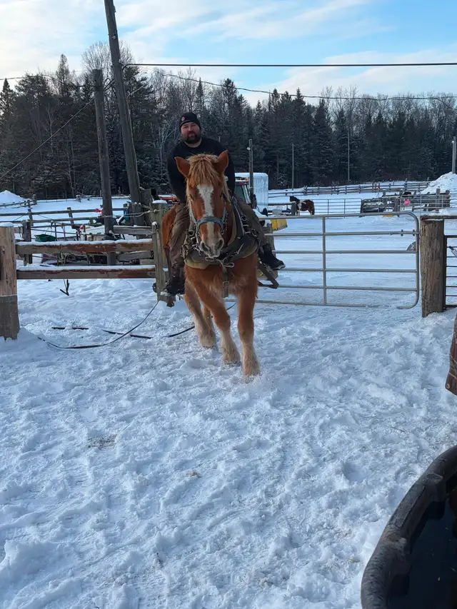 Belgium mare for sale - Photo 4