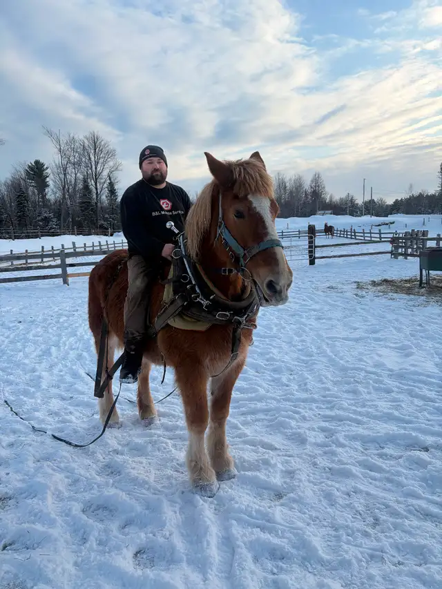 Belgium mare for sale - Photo 5