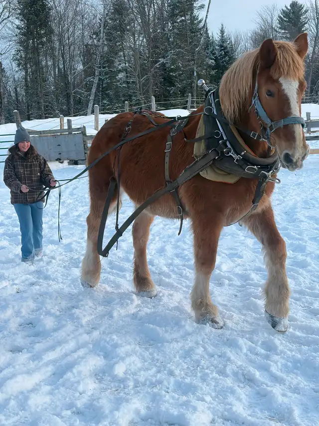 Belgium mare for sale - Photo 6