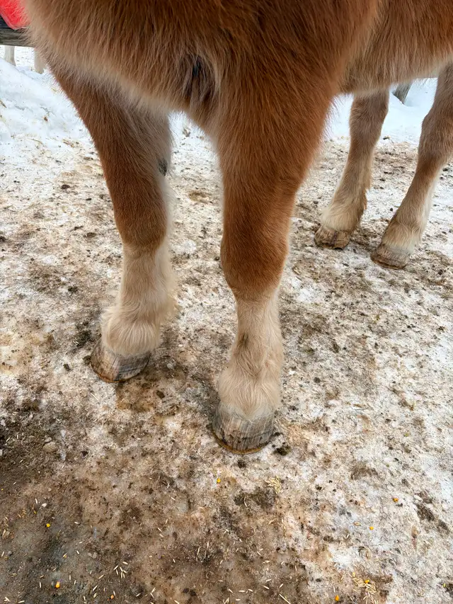 Belgium mare for sale - Photo 7