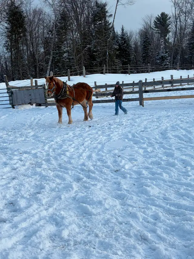 Belgium mare for sale - Photo 8