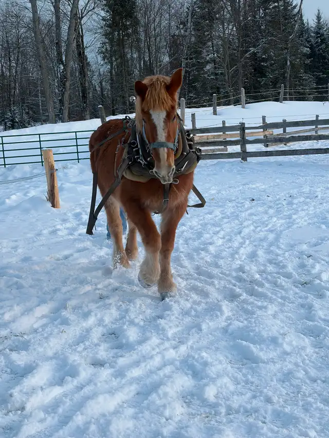 Belgium mare for sale - Photo 9