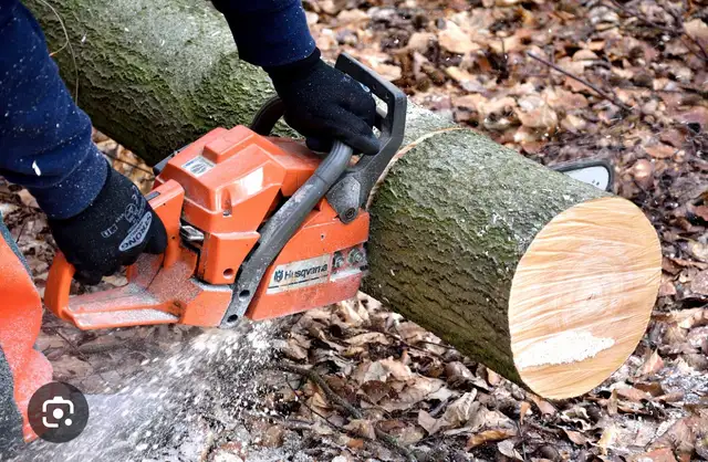 fallen trees yard waste cut into pieces or moved away