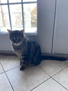 Chat mâle 12 ans - Photo 2