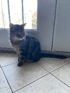 Chat mâle 12 ans - Photo 3