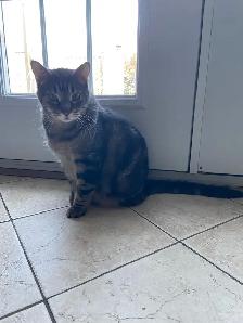 Chat mâle 12 ans - Photo 4