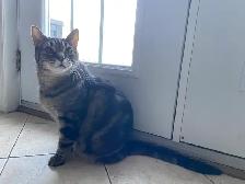 Chat mâle 12 ans - Photo 5