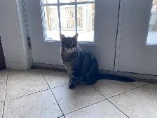 Chat mâle 12 ans - Photo 6