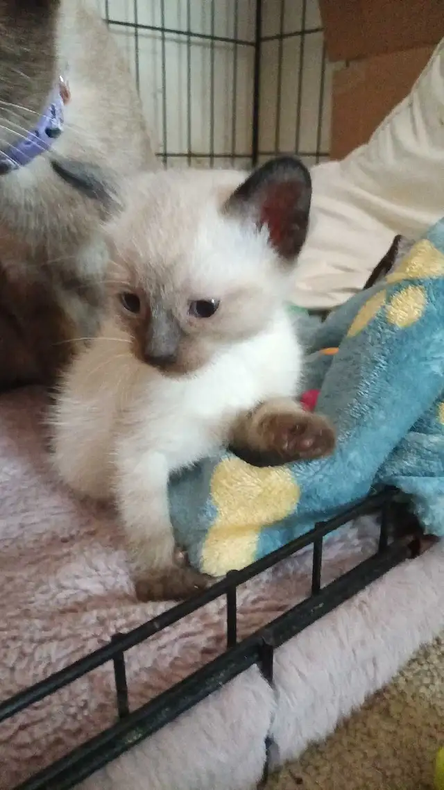 PUREBRED FEMALE SIAMESE