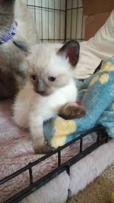 PUREBRED FEMALE SIAMESE