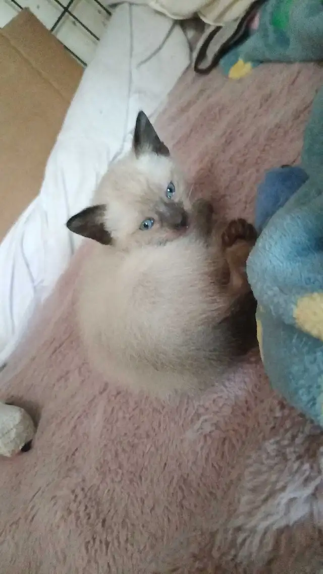 PUREBRED FEMALE SIAMESE - Photo 2