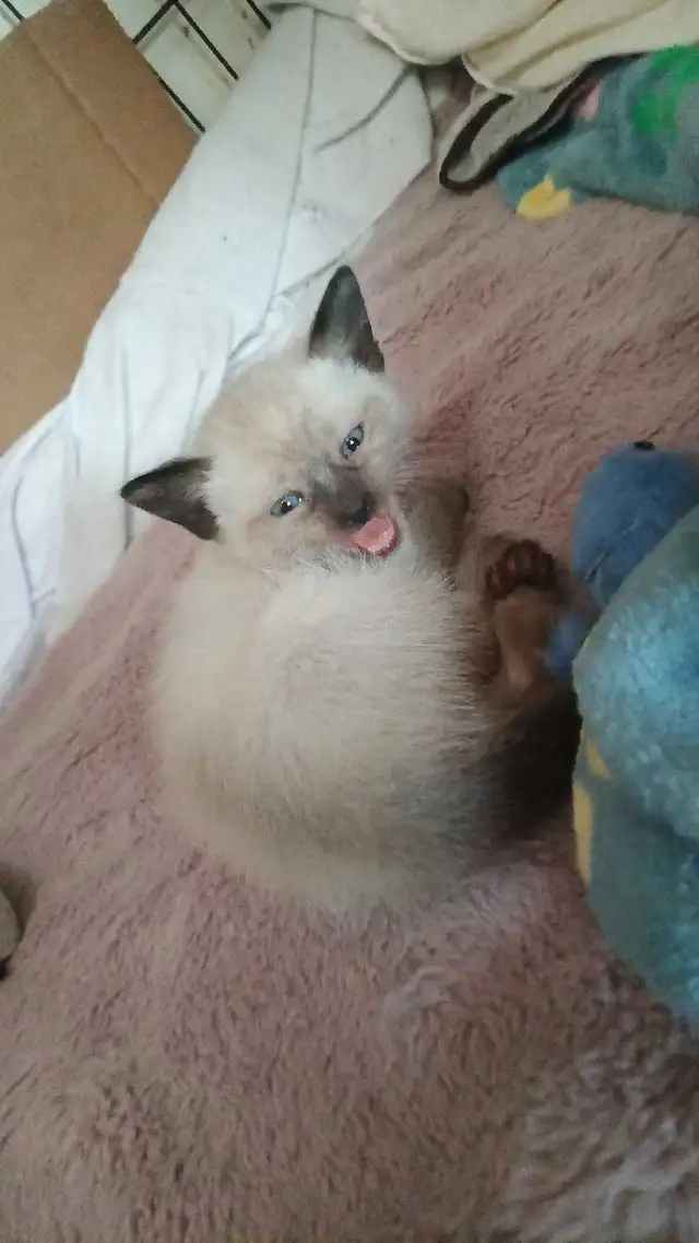 PUREBRED FEMALE SIAMESE - Photo 3