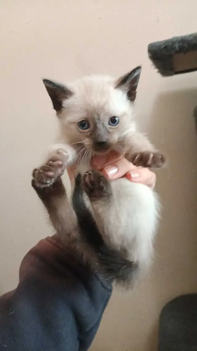 PUREBRED FEMALE SIAMESE - Photo 4