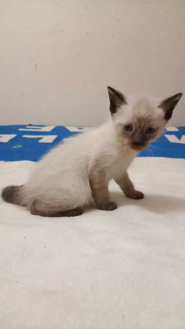 PUREBRED FEMALE SIAMESE - Photo 5